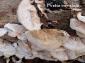 Phlebia tremellosa-amf1291-2